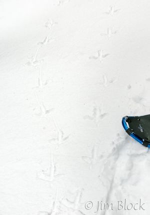 11   DP999C--Turkey-Tracks.jpg